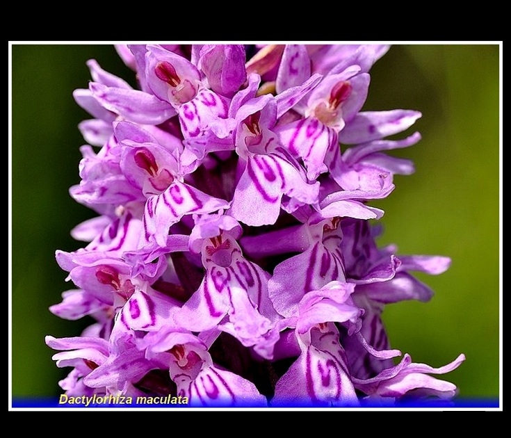 dactylorhiza maculata