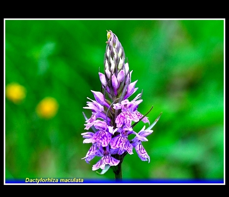 dactylorhiza maculata 