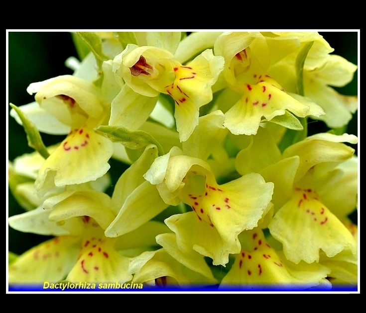 dactylorhiza sambucina gialla