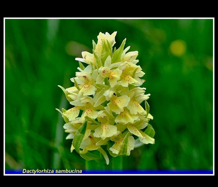 dactylorhiza sambucina gialla 