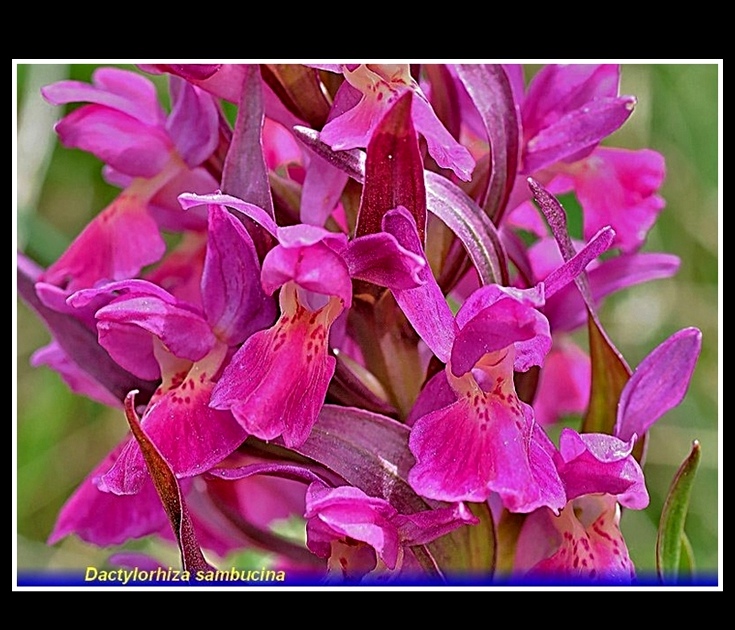 dactylorhiza sambucina rossa