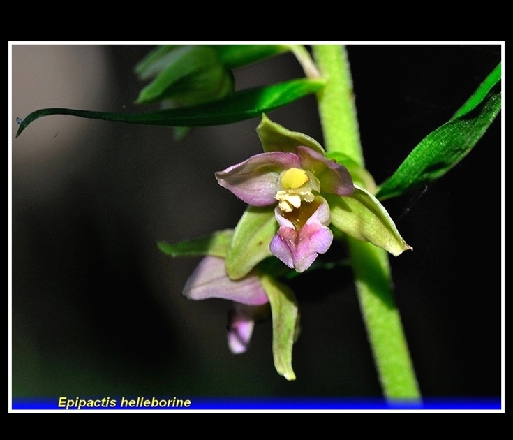 epipactis helleborine