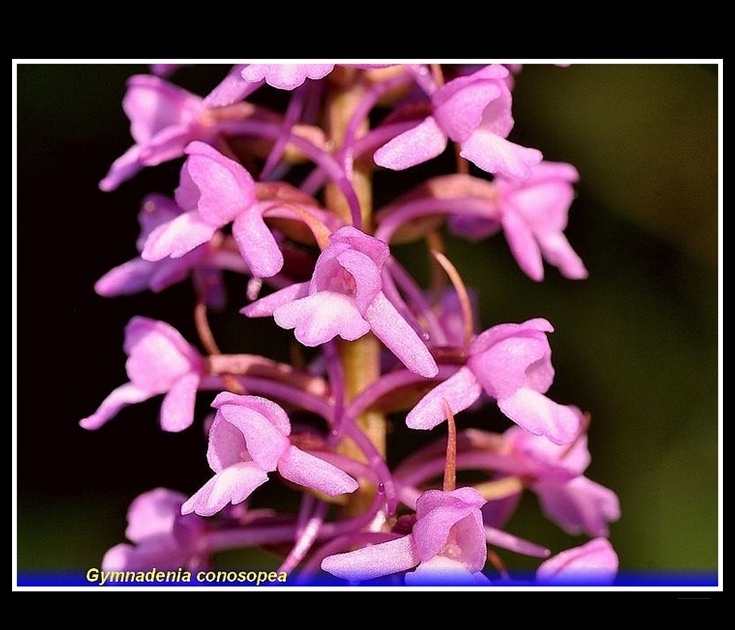 gymadenia conosopea