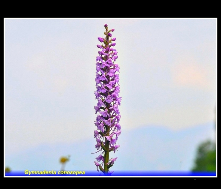 gymadenia conosopea 