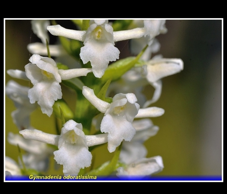 gymadenia odoratissima