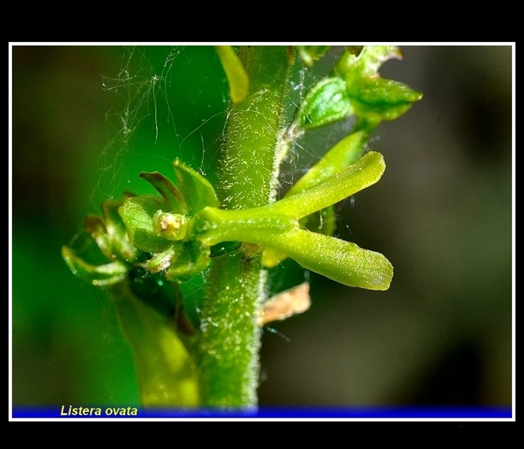 listera ovata