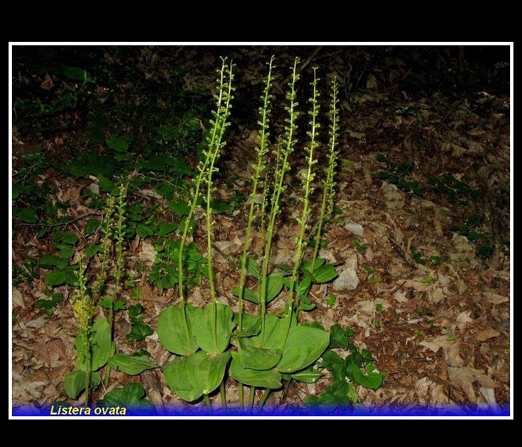 listera ovata 