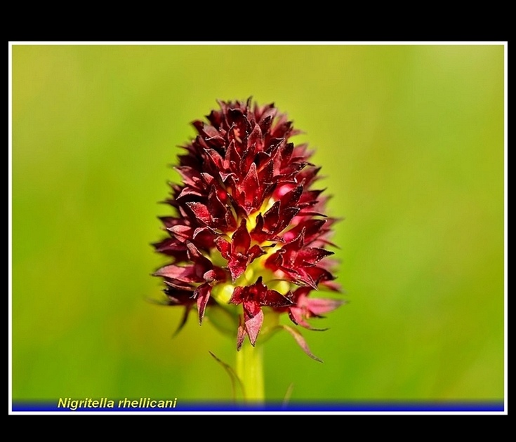 nigritella rhellicani