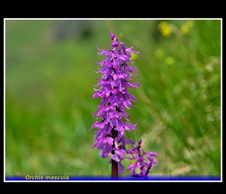 orchis mascula