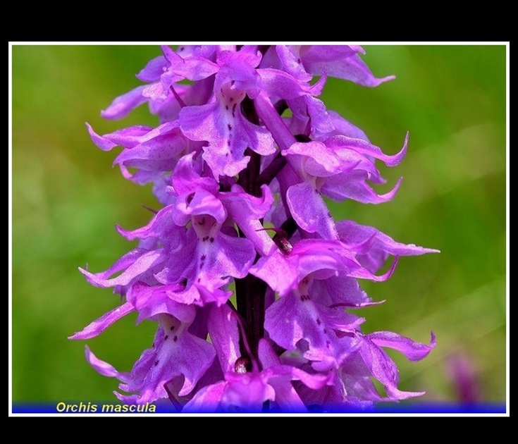 orchis mascula fiore