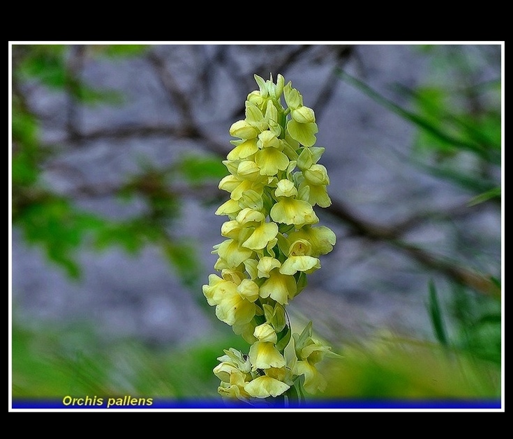 orchis pallens