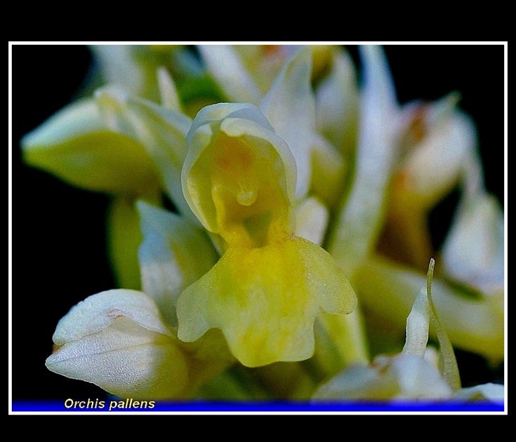 orchis pallens fiore