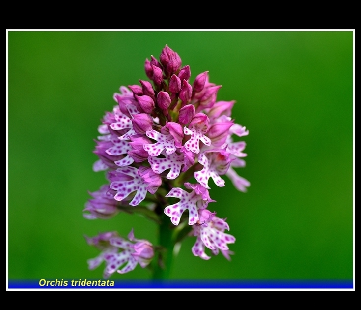 orchis tridentata