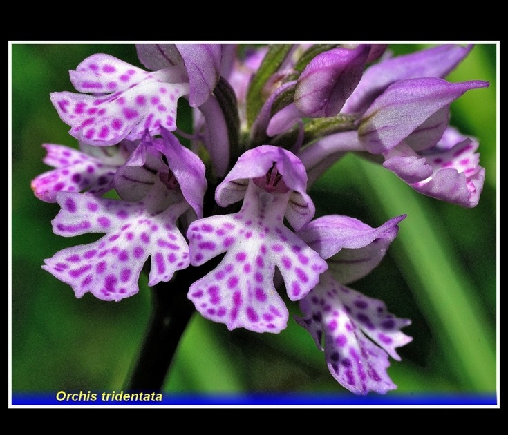 orchis tridentata fiore