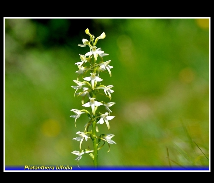 platanthera bifolia