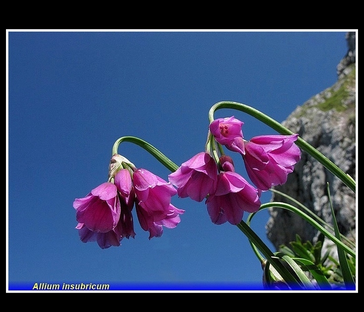 allium insubricum