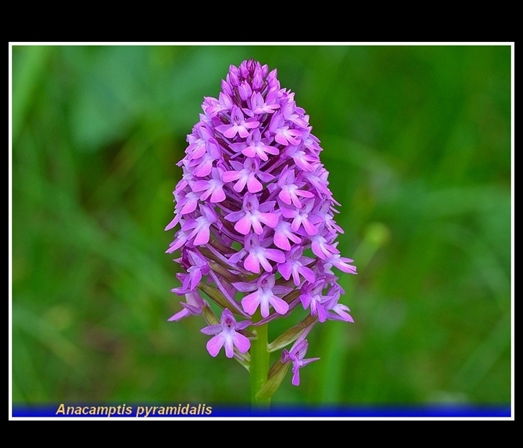 anacamptis pyramidalis