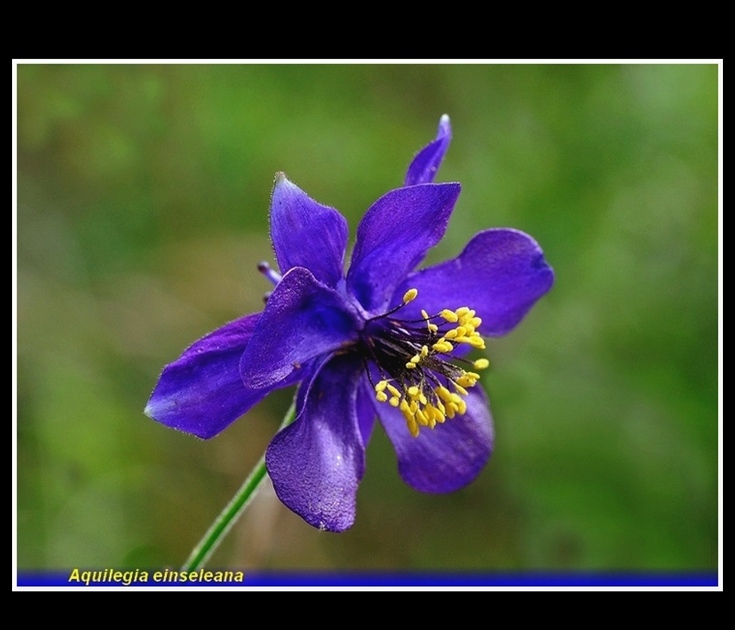 aquilegia einseleana