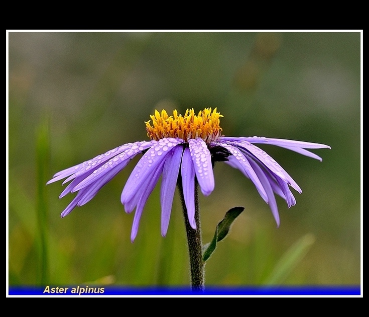 aster alpinus