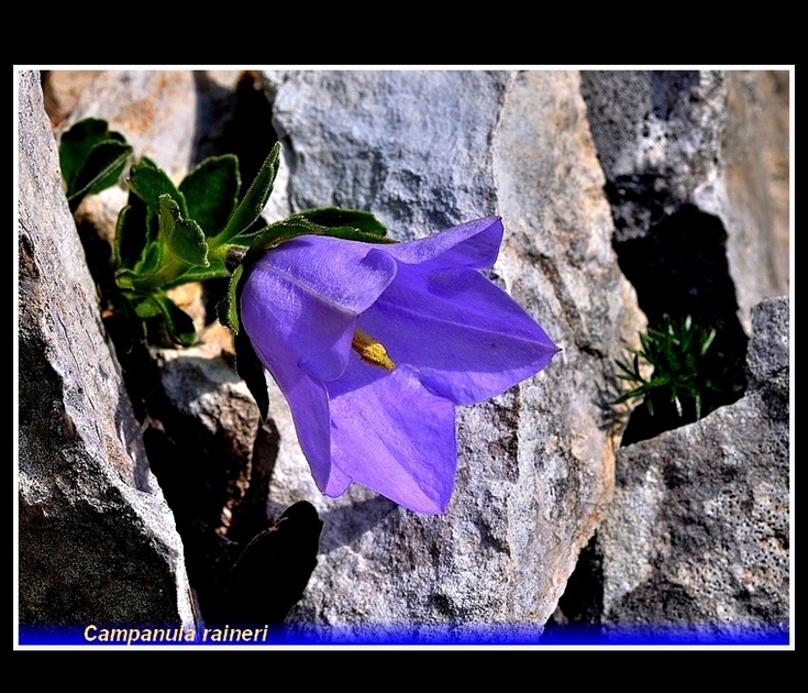 campanula raineri