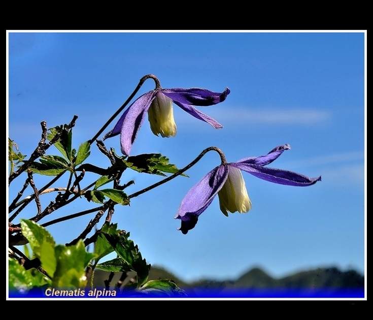 clematis alpina