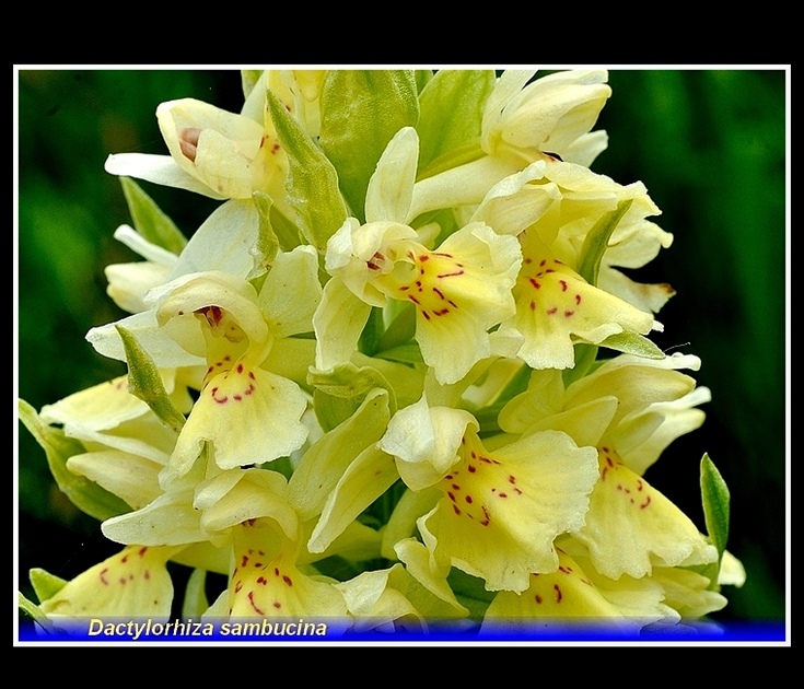 dactylorhiza sambucina