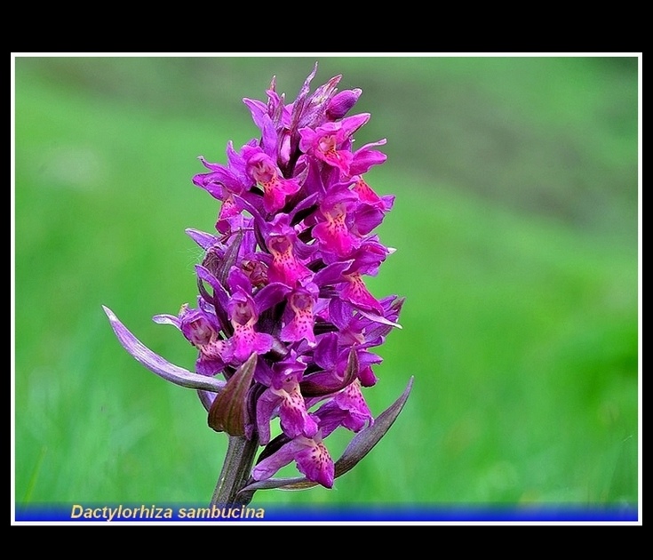 dactylorhiza sambucina 