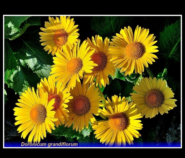 doronicum grandiflorum