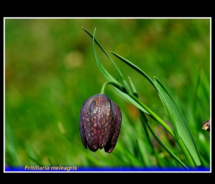 fritillaria meleagris