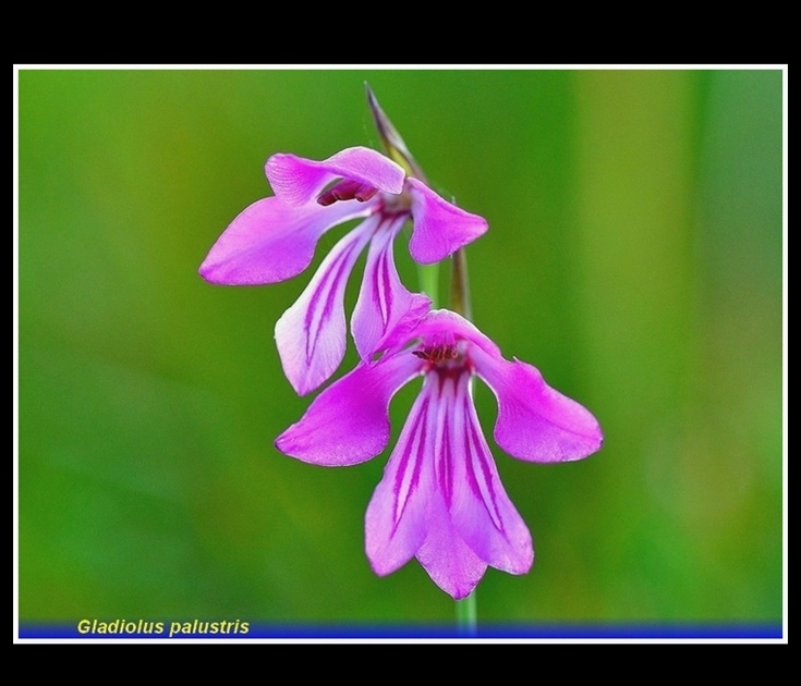 gladiolus palustris