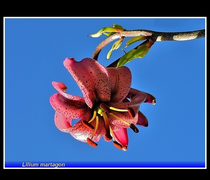 lilium  martagon