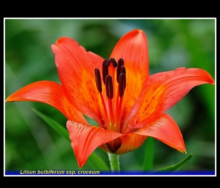 lilium bulbiferum