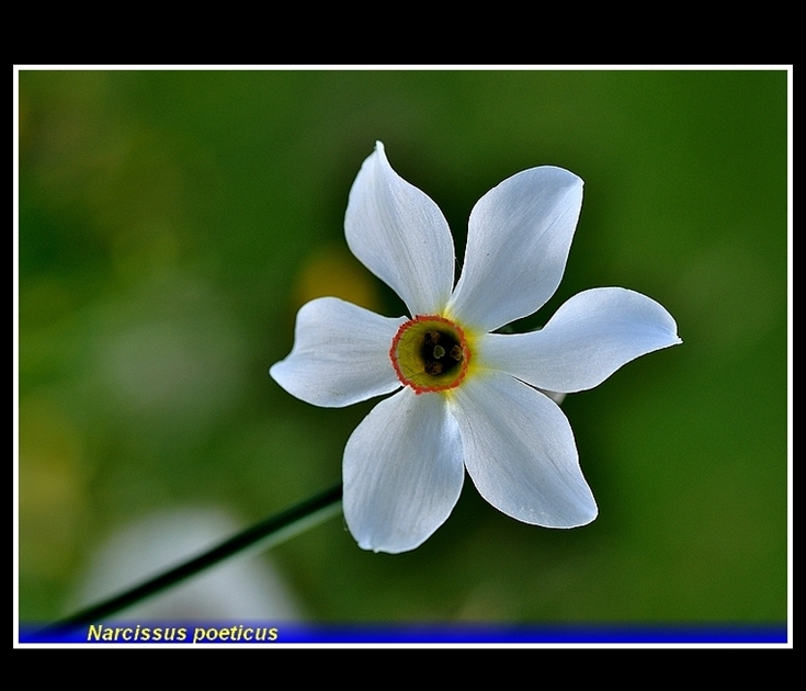 narcissus poeticus