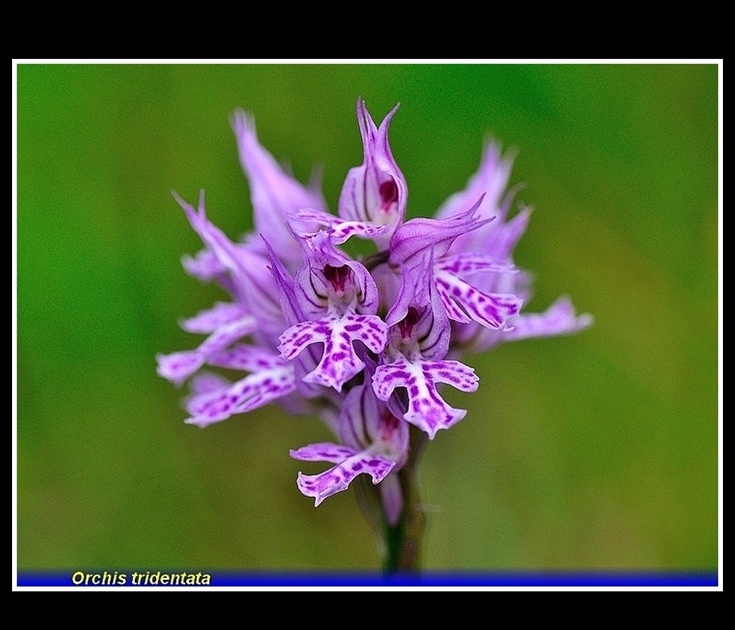 orchis tridentata