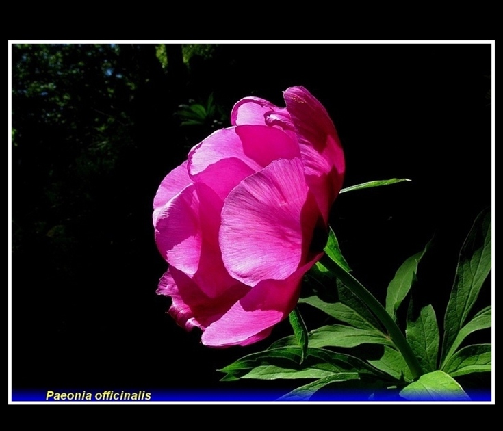 paeonia officinalis