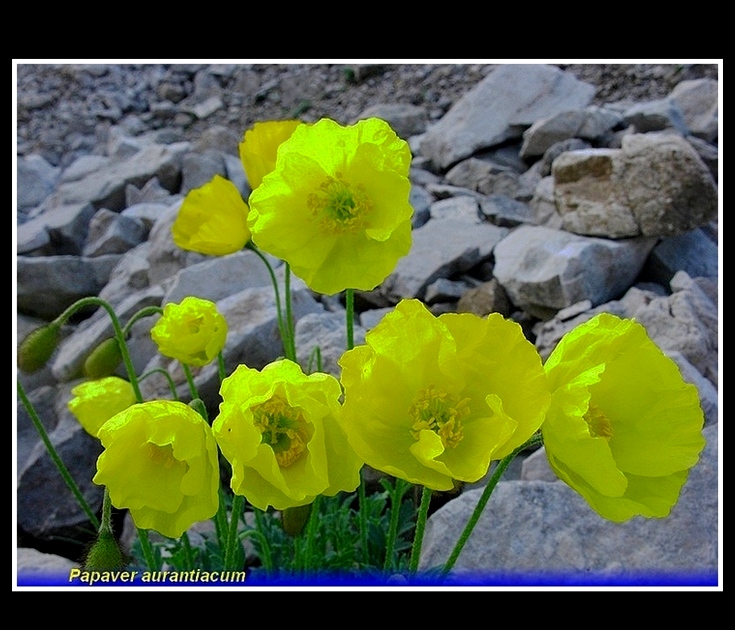 papaver aurantiacum