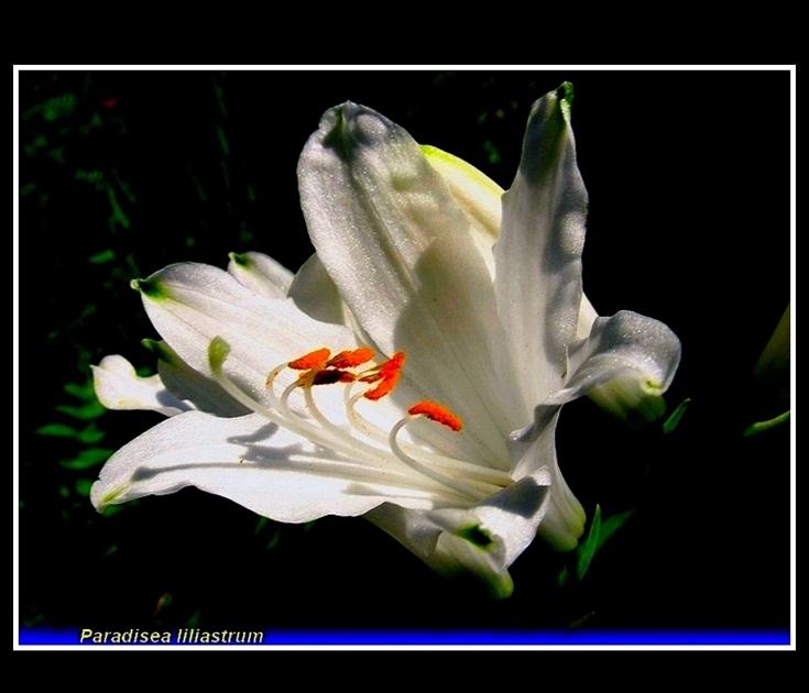 paradisea liliastrum