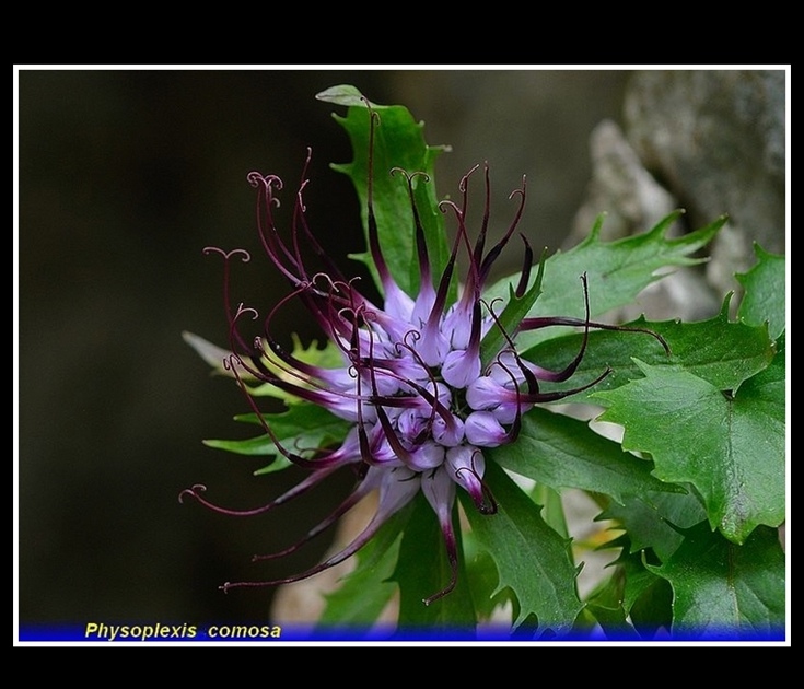 physoplexis comosa