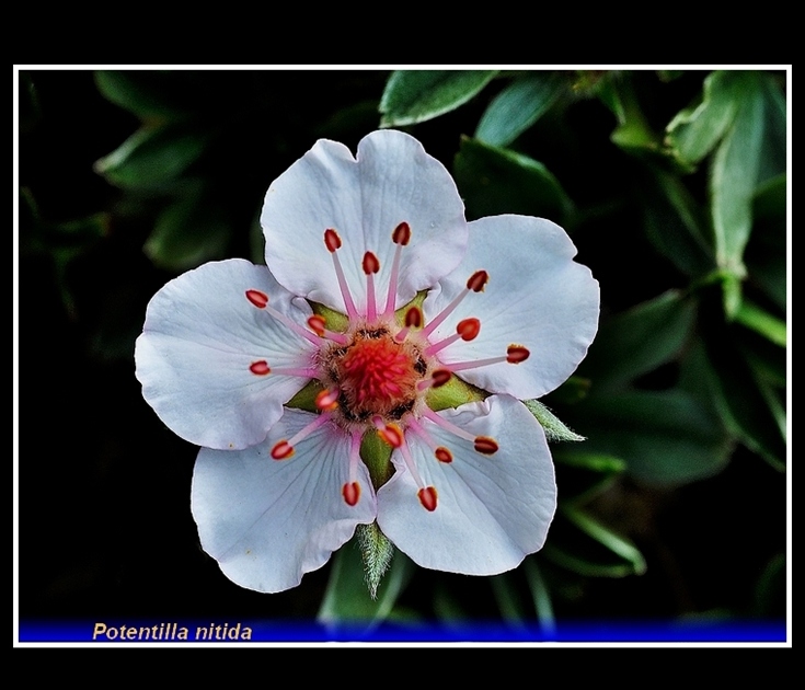 potentilla nitida