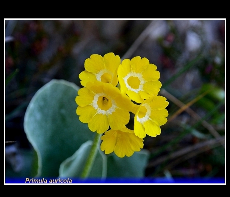 primula auricola