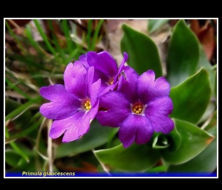 primula glaucescens