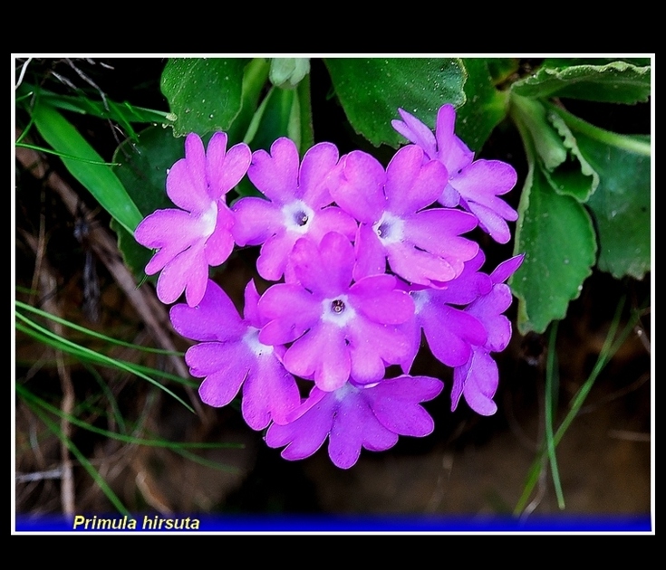 primula hirsuta