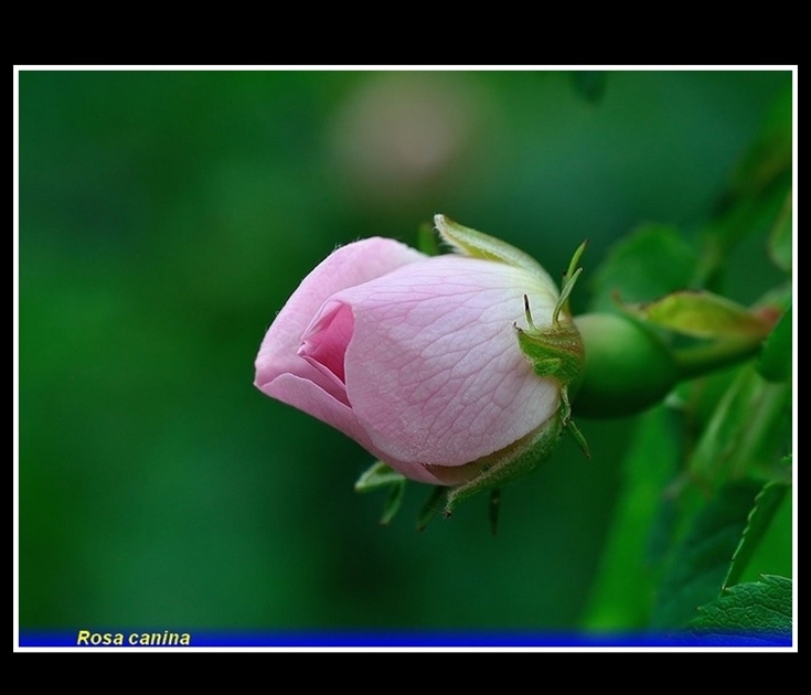 rosa cdanina