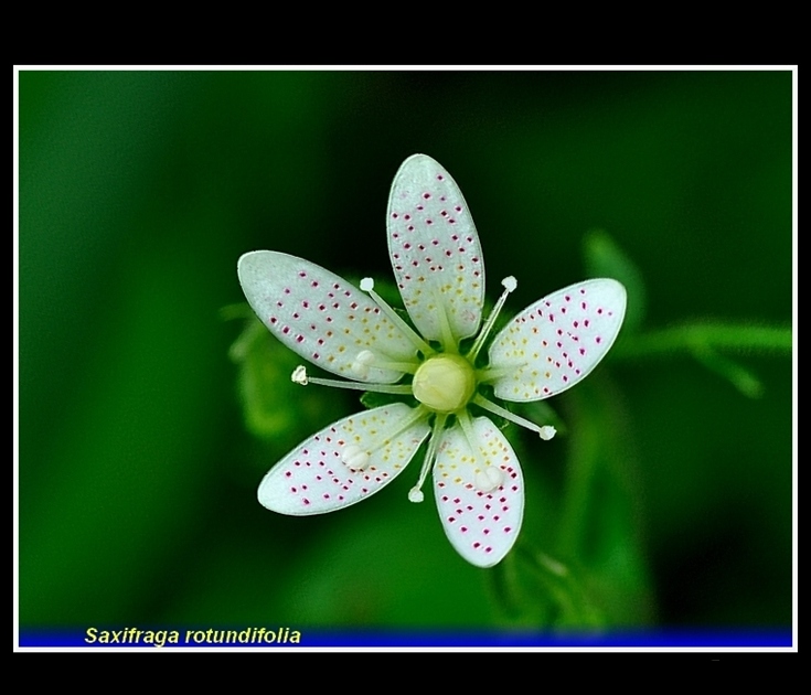 saxifraga rotundifolia