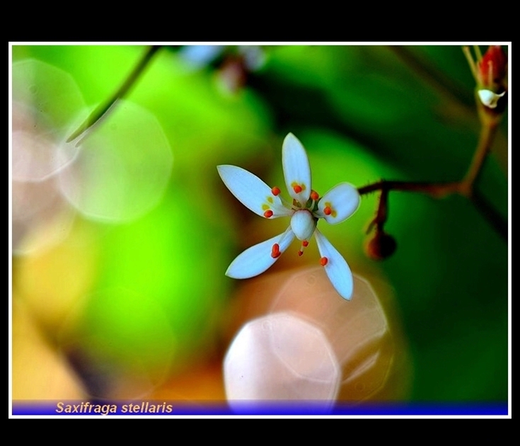saxifraga stellaris