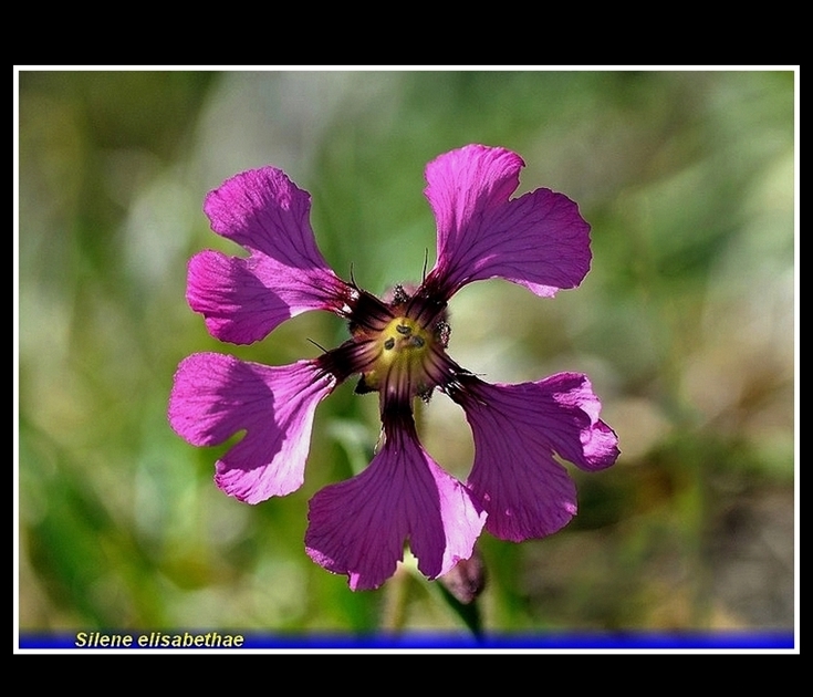 Silene elisabethae