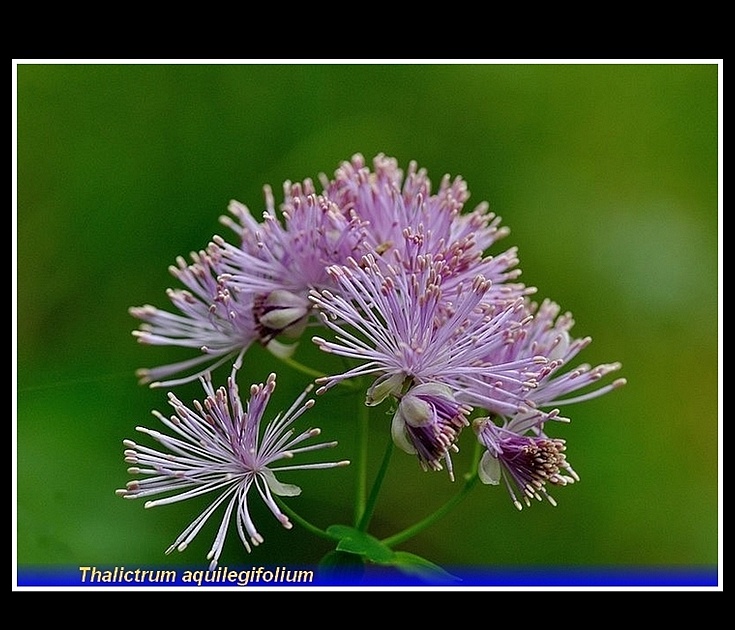thalictrum aquilegifolium