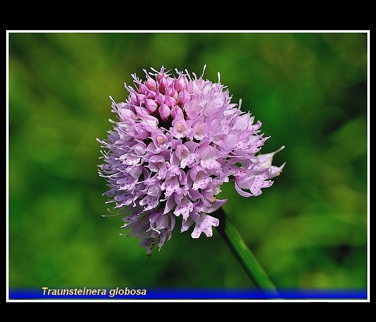 traunsteinera globosa