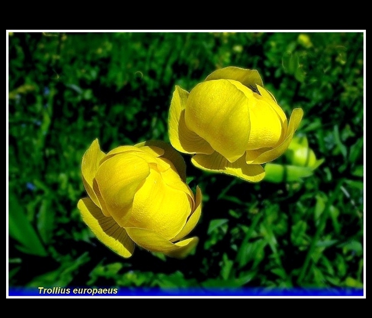 trollius europaeus