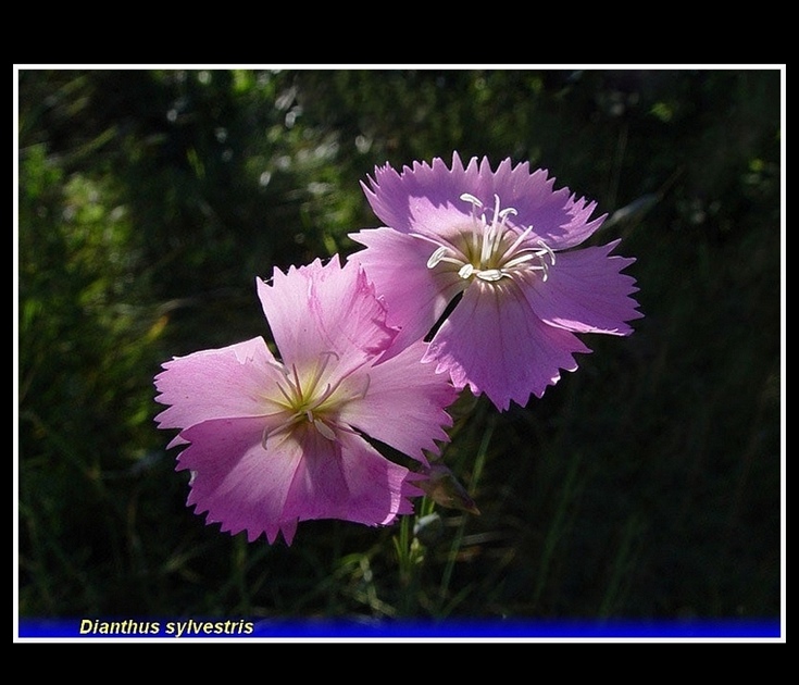 dianthus sylvestris